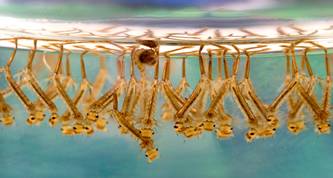 culex larvae